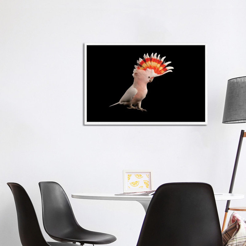 A Major Mitchell's Cockatoo At Parrots In Paradise 1 Piece Wall Art on Canvas, 101.6 cm H x 66.04 cm W, White Framed