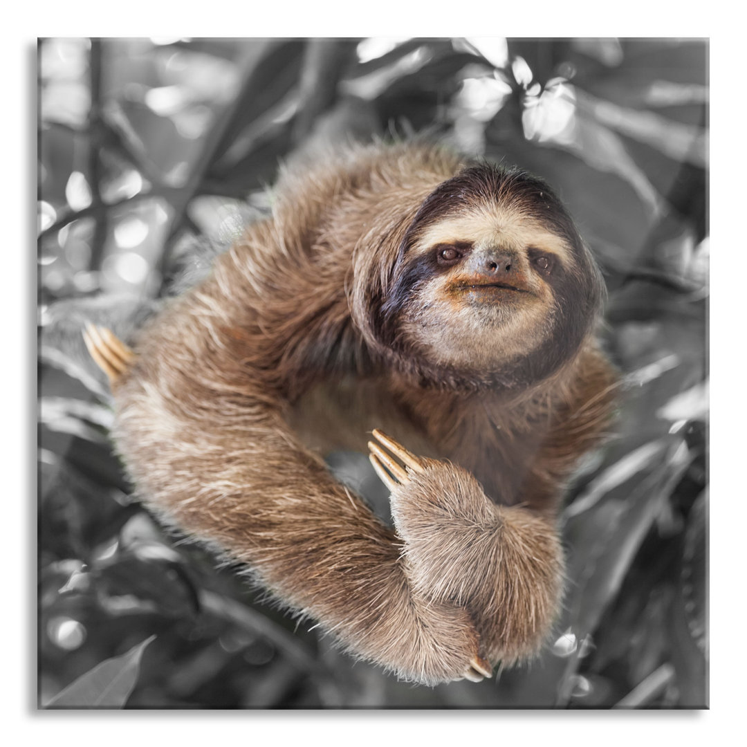 Glasbild Funny Sloth hängt an einem Baum