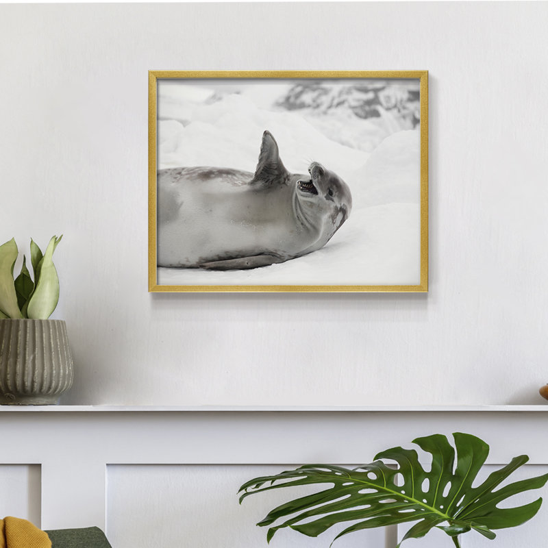 Laughing Seal -Framed Print - Restickable, 11" H x 14" W, Gold