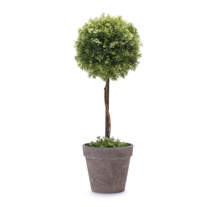 Arbre topiaire en pot H 17,5 po