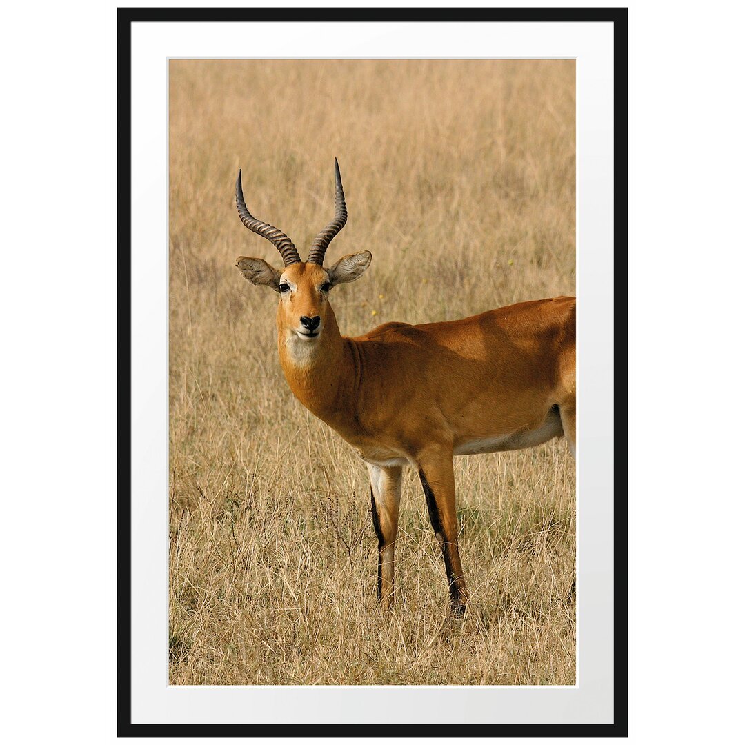 Gerahmtes Poster Dorkasgazelle im trockenen Gras