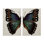 Ensemble de 2 reproductions d'art sur toile, "Colourful Green Green Butterfly" par Melissa Wang