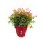 Pot Planter-37904909-127113574