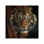 Eye Of The Tiger, Square by Collin Bogle - Painting on Canvas-1469376980-1448519392
