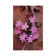 Desert Chicory Close Up Of Bloom, North America by Tim Fitzharris - Gallery-Wrapped Canvas Giclée on Canvas