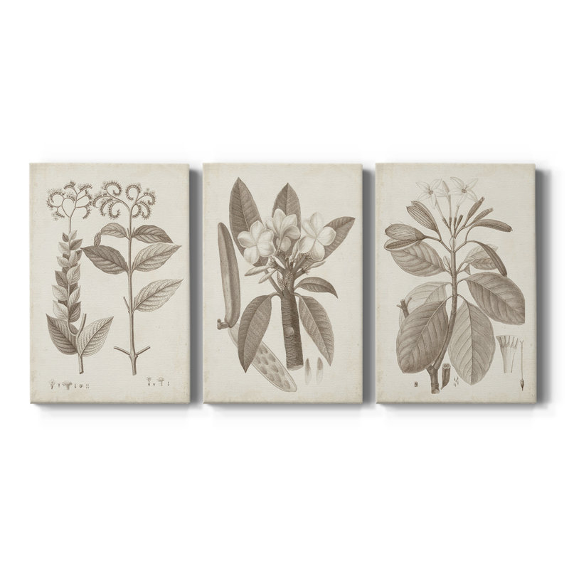 Antique sépia botanicals VI - Toile tendue avec châssis sur mesure - 3 pièces, H 27 po x l 54 po