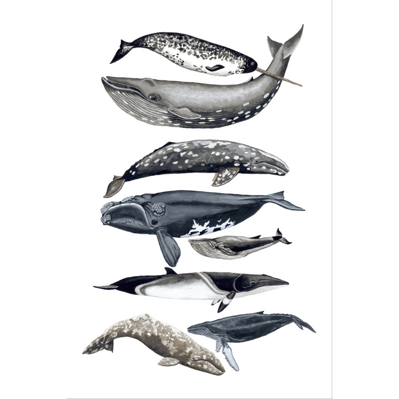 Whale Display II by Naomi McCavitt - Painting on Canvas, 76 cm H x 51 cm W, Wrapped Canvas