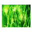 Macro Grass I Print by Chelsea Art Studio-26773473-26773477