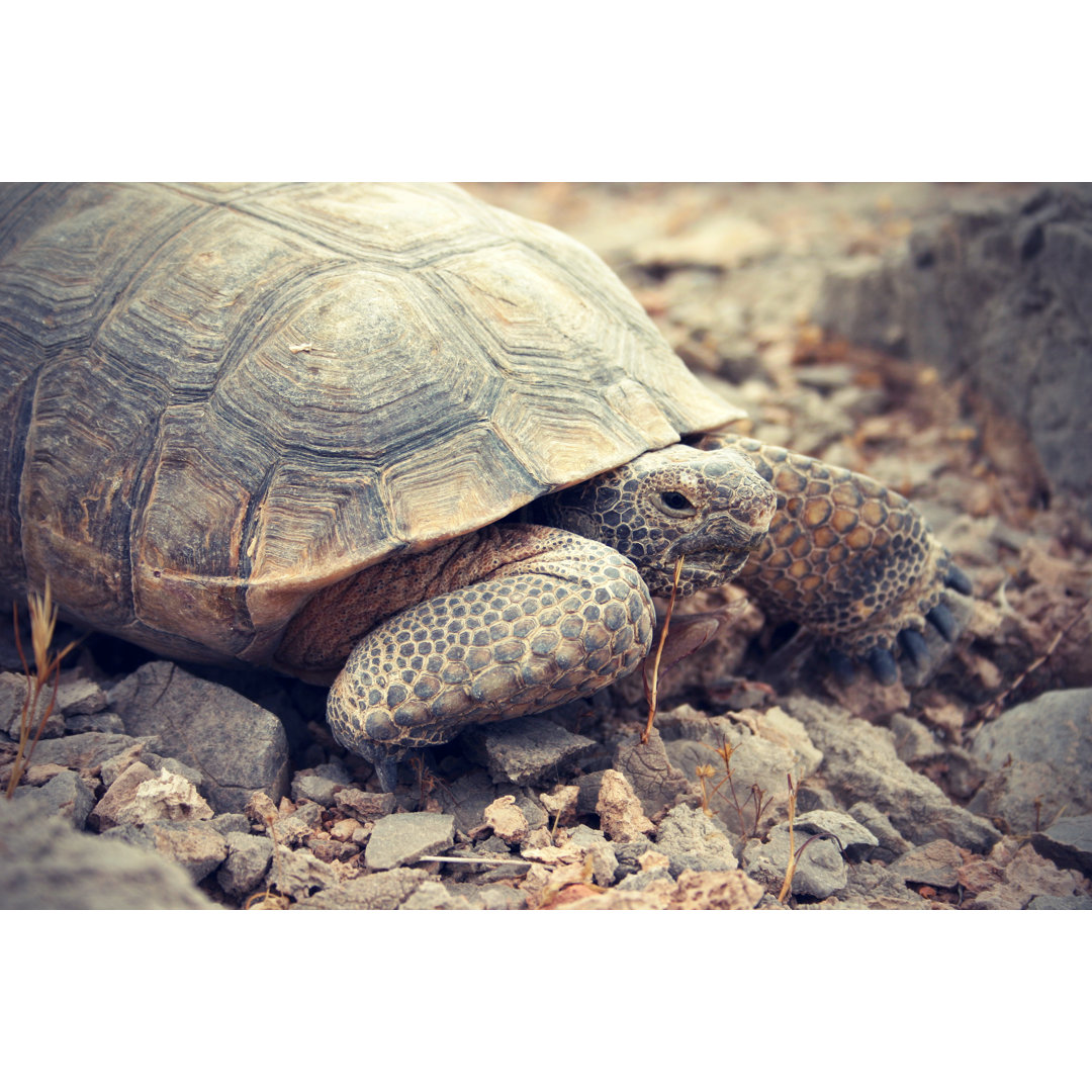 Wüstenschildkröte in der Mojave von Hillaryfox - Leinwandbild