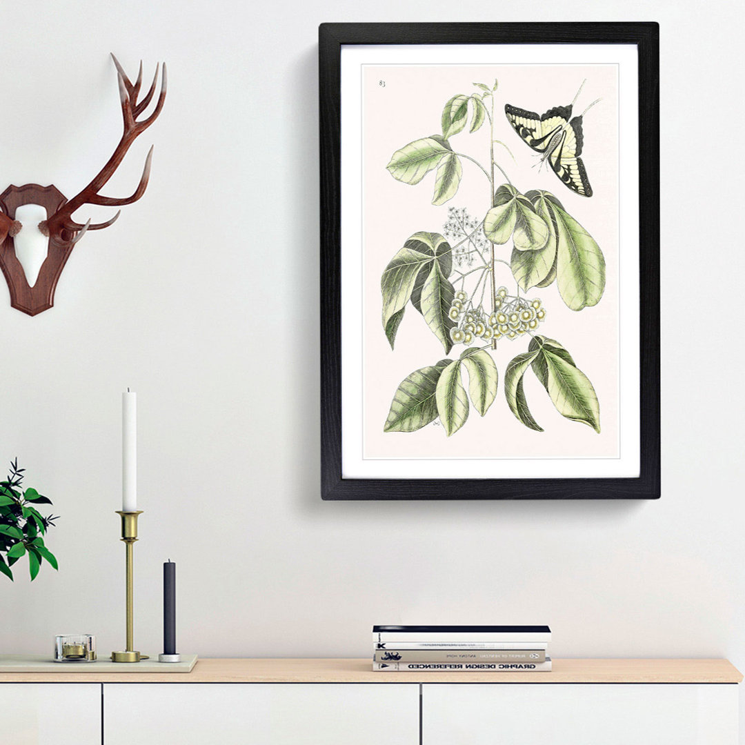 Swallowtail Butterfly by Mark Catesby - Framed Print