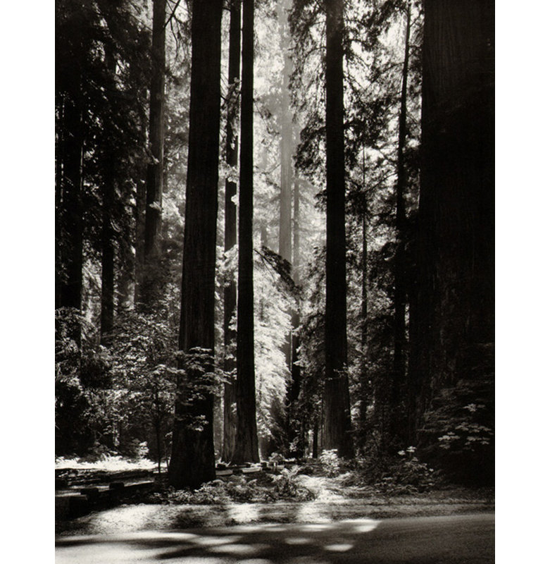 Redwoods, Founder's Grove, 24" H x 19" W