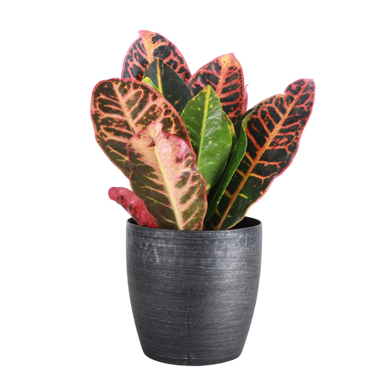 Live Petra Croton Plant in Classic Pot, Brushed Silver