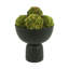 Boules de Sedum décoratives-268170696