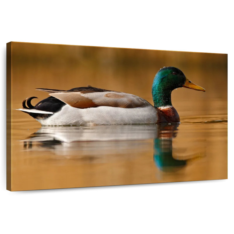 Brampt Bathing Mallard Duck, 32" H x 48" W