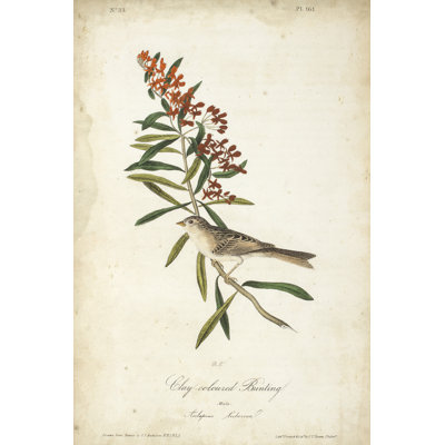 Delicate Bird And Botanical II by John Audubon - Wrapped Canvas Painting