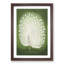 Peacock by Ohara Koson - Picture Frame Painting Print-55739092-55739091