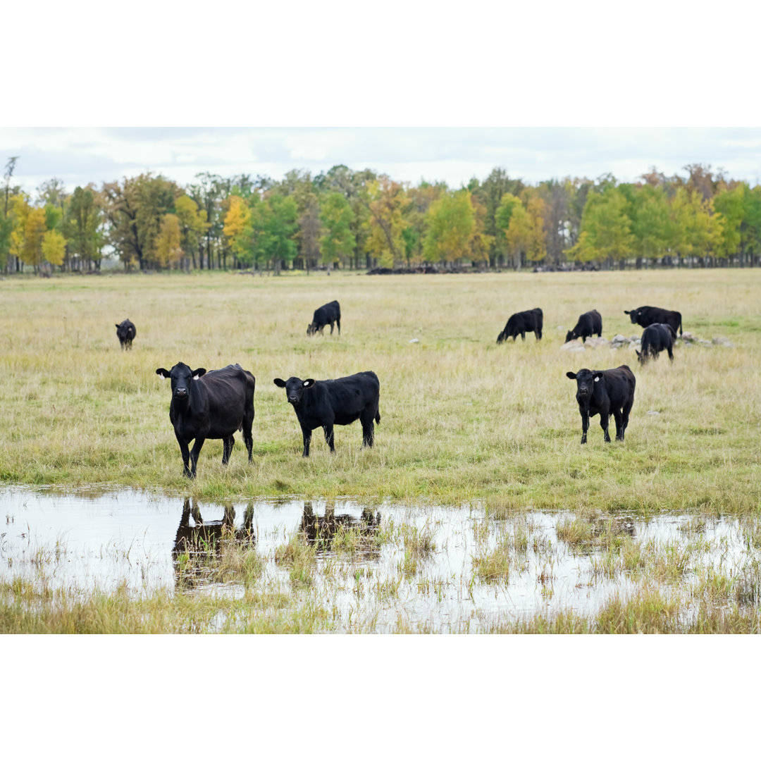 Black Angus Rinder auf der Weide von Skhoward - Druck auf Leinwand ohne Rahmen