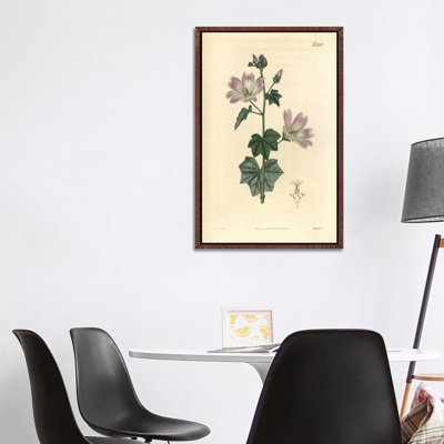 Australian Hollyhock by Florilegius - Gallery-Wrapped Canvas Giclée on Canvas