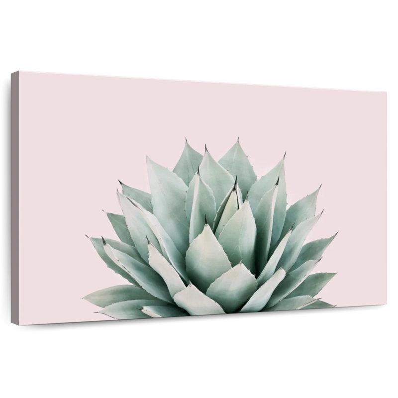Agave Harnek Blush, H 24 po x l 36 po
