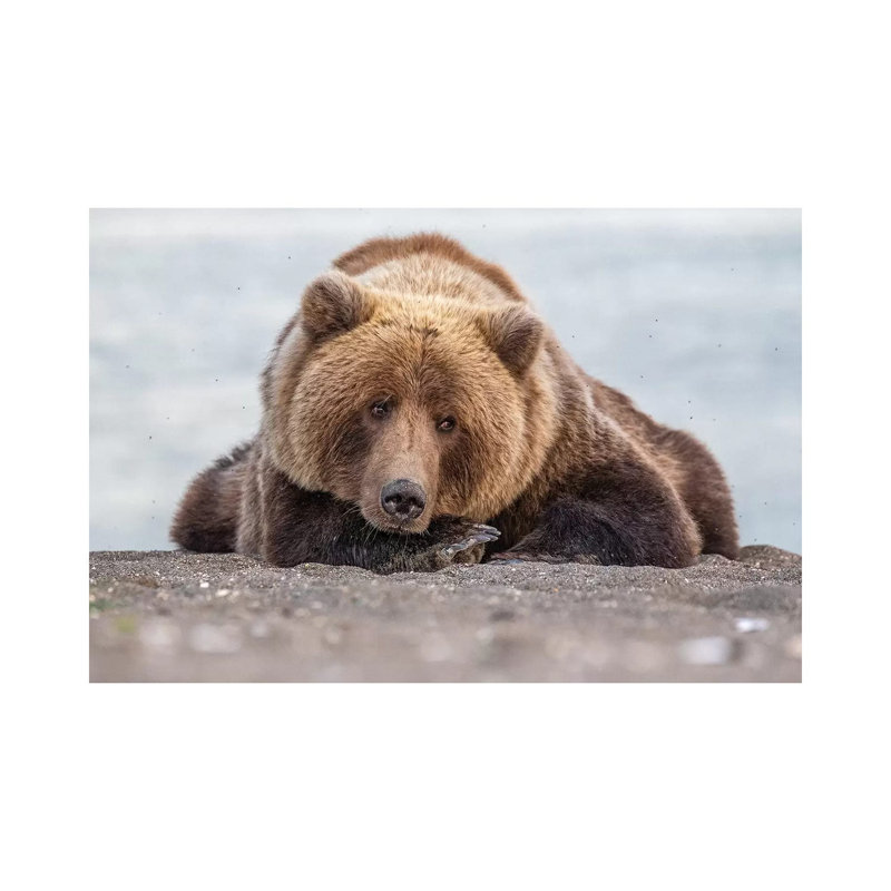 Grizzly Bear Look by Eric Fisher - Wrapped Canvas Painting, 66.04 cm H x 45.72 cm W x 3.175 cm D