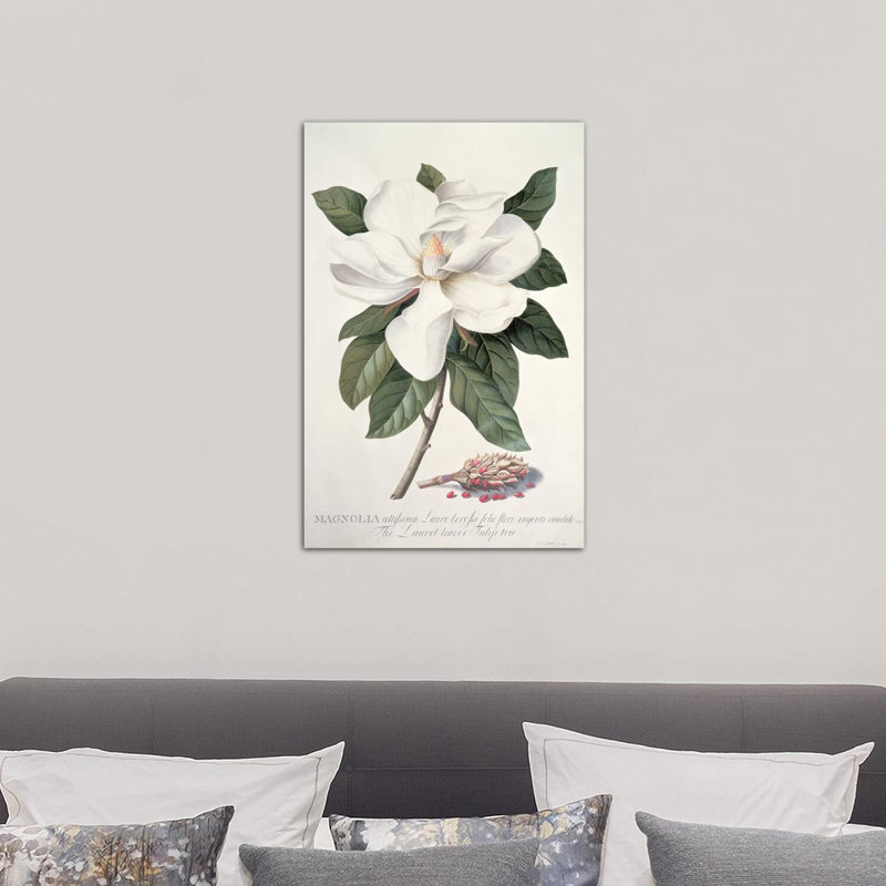Magnolia by Georg Dionysius Ehret - Wrapped Canvas Print, 66.04 cm H x 45.72 cm W x 3.175 cm D