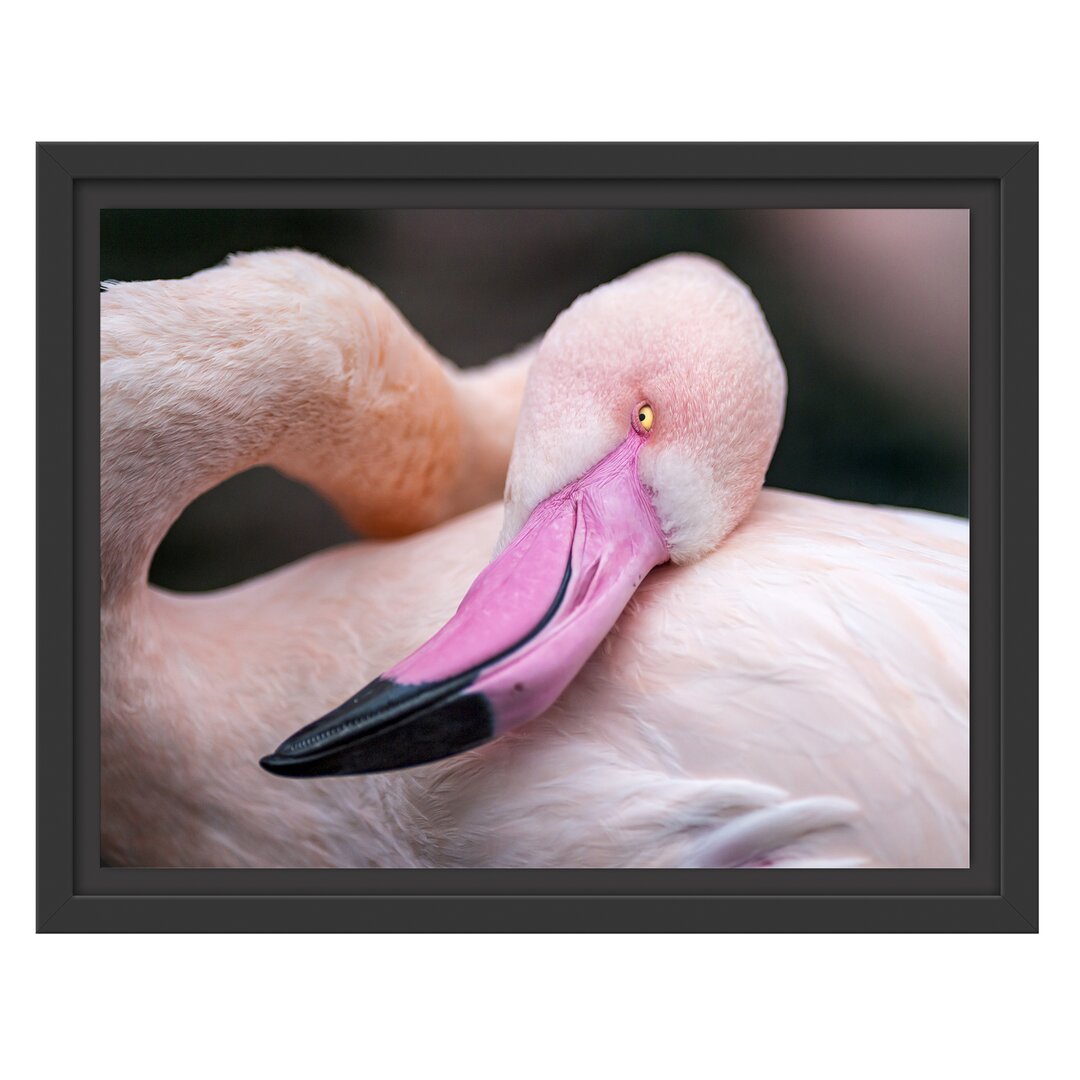 Gerahmtes Wandbild schöner Flamingo