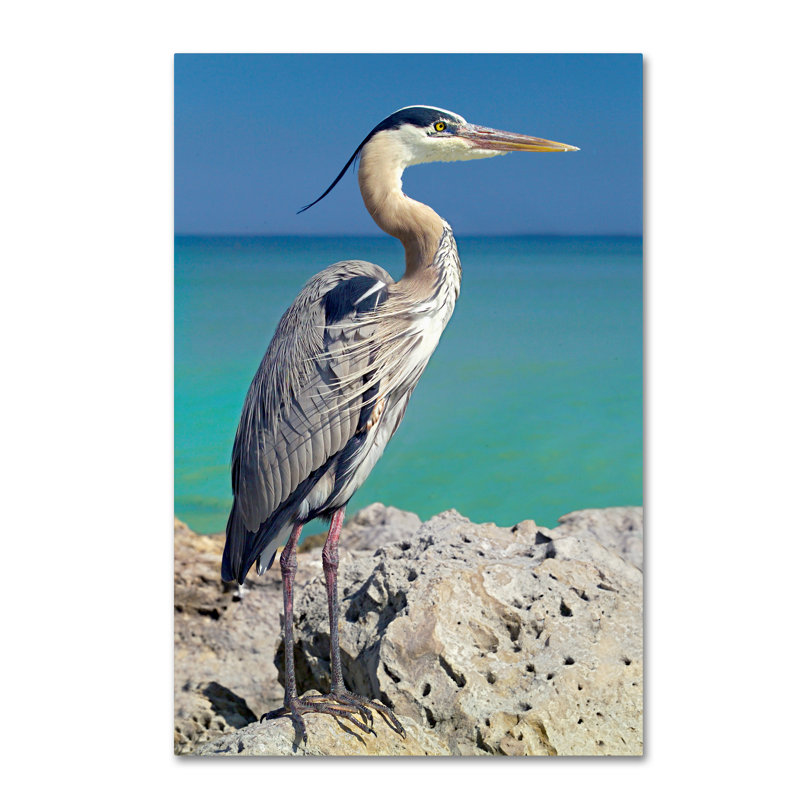 «Blue Heron» par Alexan, reproduction de photo sur toile tendue, H 19 po x l 12 po