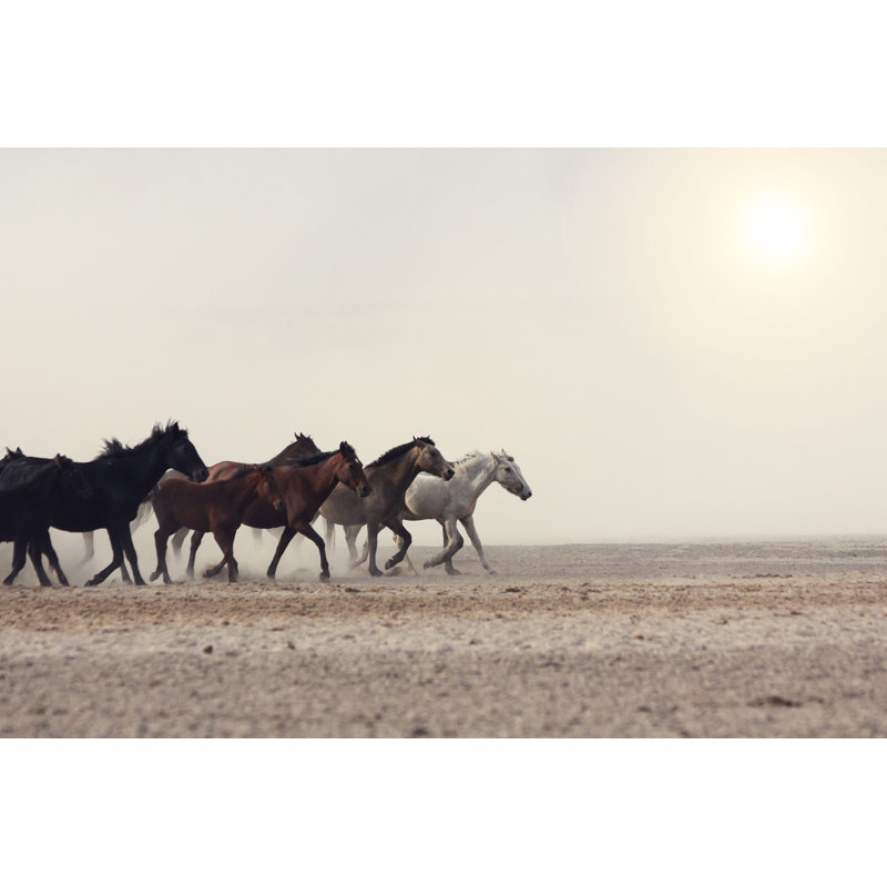 Plain with Beautiful Horses - Photographie sur toile tendue, H 32 po x l 48 po