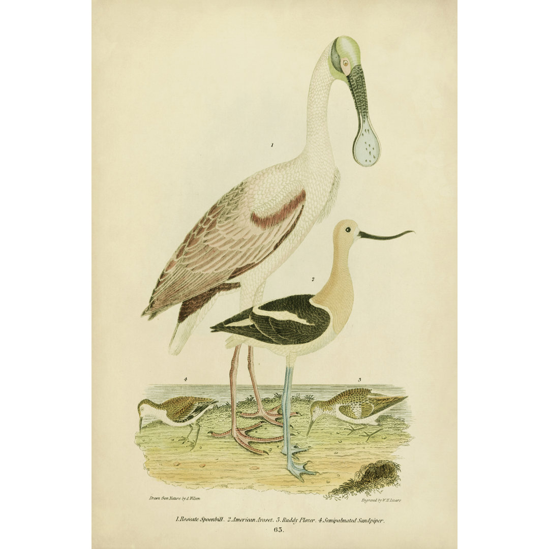 Leinwandbild Antique Spoonbill & Sandpipers