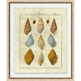 Crackled Shell Figure 2 Print