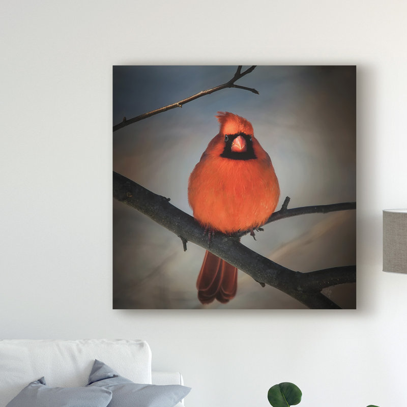 « cardinal on a blustery day », reproduction de photo sur toile tendue, H 18 po x l 18 po x P 2 po