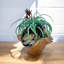 Arrangement de plantes grasses fabriquées à la main | Pièce maîtresse moderne en bois flotté rustique (10 po x 10 po x 12 po)