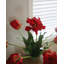 Perroquet citron tulipe Real Touch 27 po-287527661