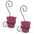 Rose vif