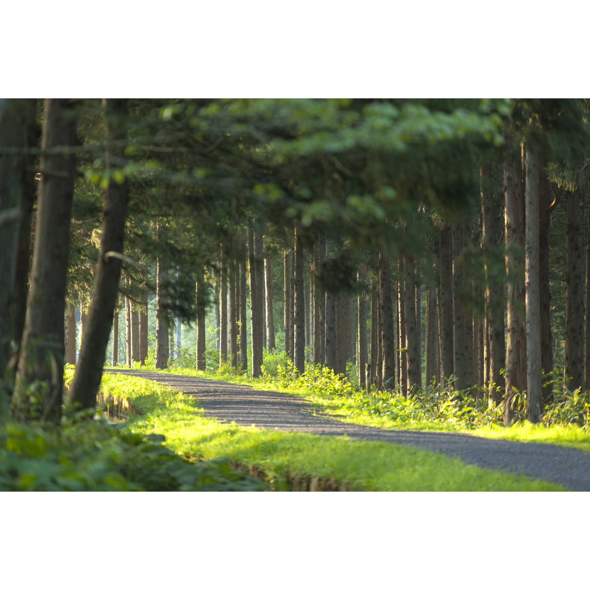 Union Rustic Green Forest - Wrapped Canvas Photograph | Wayfair.co.uk