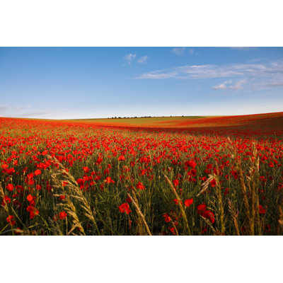 Poppies by Tom_fewster - Wrapped Canvas Print