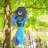 30" Damsel Fish Windsock-93794957