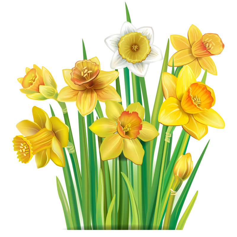 Bouquet Of Daffodils by Helgy716 - Wrapped Canvas Print, 30cm H x 30cm W