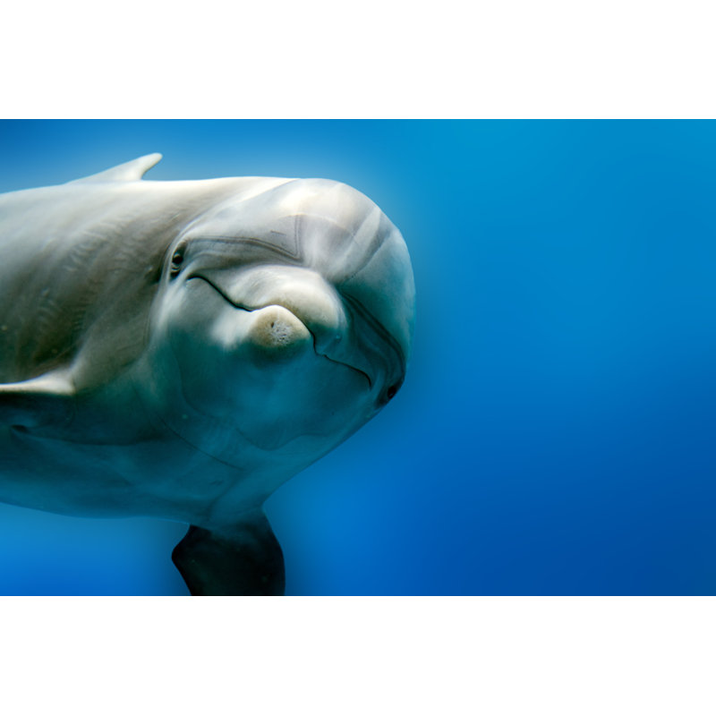 Dolphin Underwater - Wrapped Canvas Print, 30cm H x 46cm W x 3.8cm D