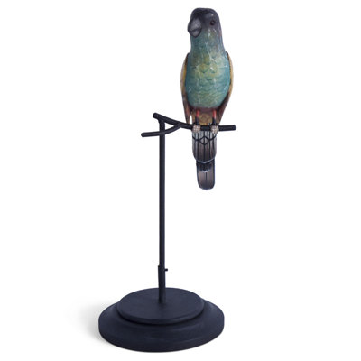 Hooded Parrot