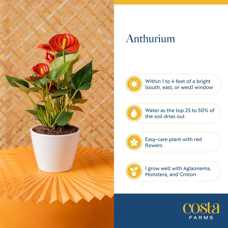 Anthurium in Ceramic Planter
