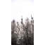 Bear Lake Foliage I Print by Chris Dunker-26775229-26775237