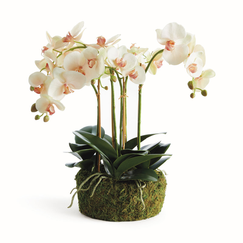 OrchidÃ©e rose pÃ¢le Stiles, cultivÃ©e Ã  la main, avec motte