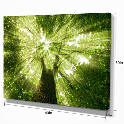 Sunlight Peeking Through Green Tree - impression d'art graphique