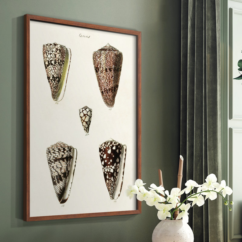 Impression encadrée Cone Shell Collection III - bois massif, Cadre photo brun simple, H 14 po x l 11 po