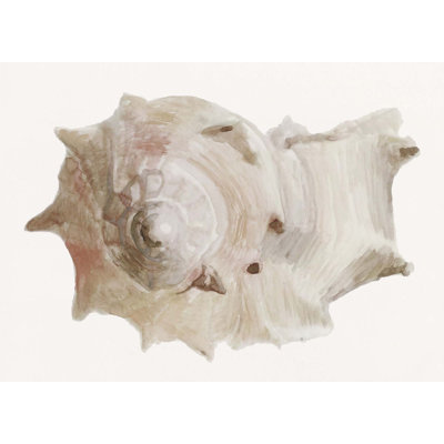 Sea Shell 3 Print by Rita Taverni