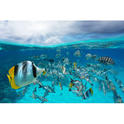 Berri " School Of Tropical Fish "