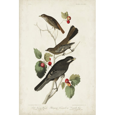 Pl 419 Little Tawny Thrush by John Audubon - Wrapped Canvas Painting