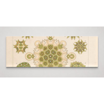 Kunstformen der Natur, Tafel 34 – Melethallia (1904) — Panoramic Canvas Wall Art