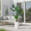 57.87cm Plant